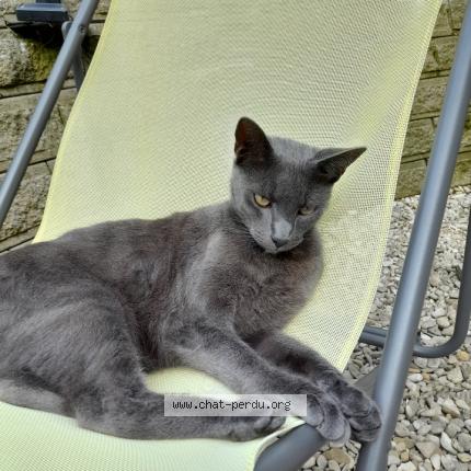 Photo 1/1 Garcia Chat lost in Caudry