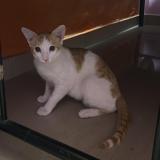 Picture of cat lost at Bengaluru