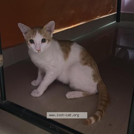 Photo 1/1 Kodu Chat lost in Bengaluru