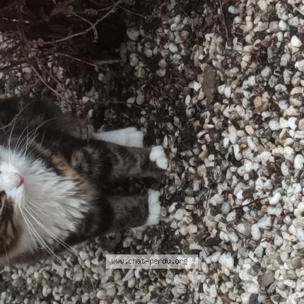 Photo 1/1 Found cat Found in Dampremy