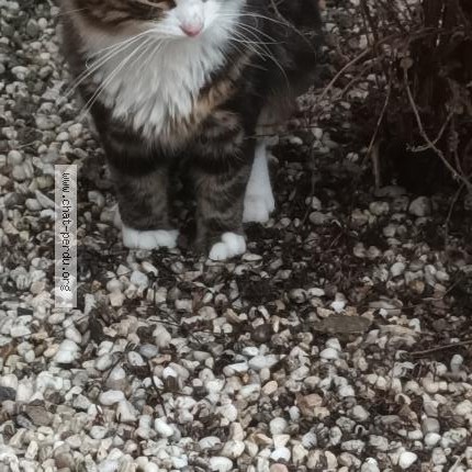 Foto 1/1 Kat gevonden Gevonden in Dampremy