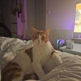 Picture of cat lost at L Herbergement