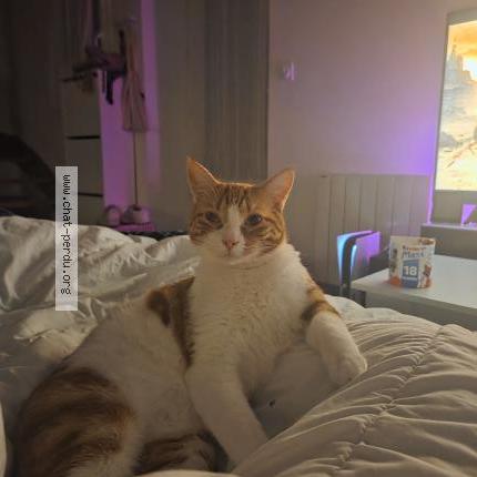 Photo 1/1 ULY Chat lost in L herbergement