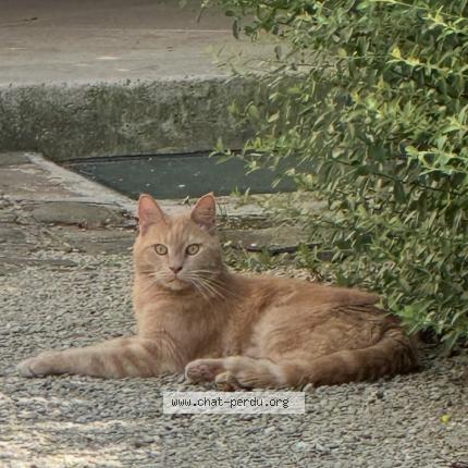 Photo 1/1 Tigrou Chat lost in Versailles