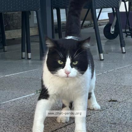 Photo 1/1 Found cat Found in Besancon