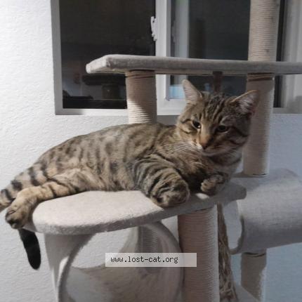 Photo 1/1 Butternut Chat lost in Everett