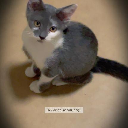 Photo 1/1 Atlas Chat lost in Blaye les mines