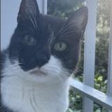 Picture of cat lost at Montpellier