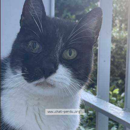 Photo 1/1 Barry Charlie Chat lost in Montpellier