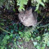 Picture of cat lost at Aubry Le Panthou