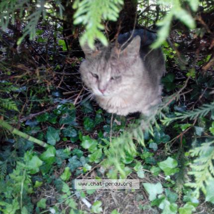 Photo 1/1 GRISOU Chat lost in Aubry le panthou