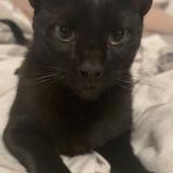 Picture of cat lost at Macon