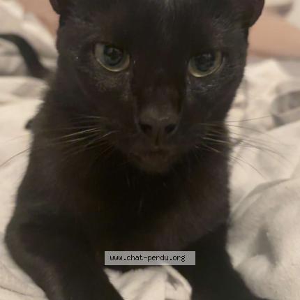 Photo 1/1 Blacky Chat lost in Macon