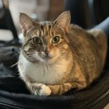 Picture of cat lost at Hartselle