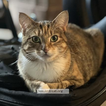 Photo 1/1 Olive Ann Chat lost in Hartselle