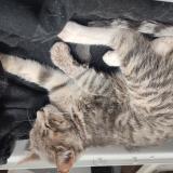 Picture of cat lost at San Fernando