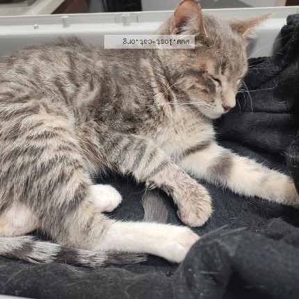 Photo 1/1 Papas Cat lost in San Fernando