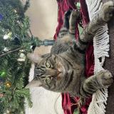 Picture of cat lost at Bellwview