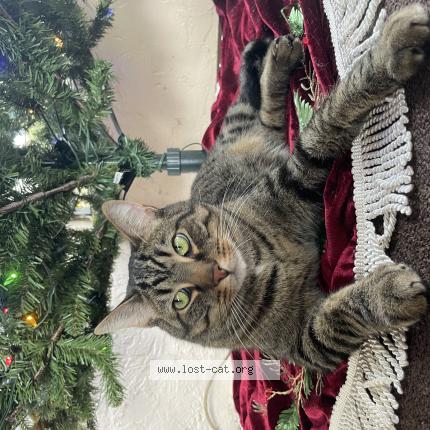 Photo 1/1 Stone Chat lost in Bellwview