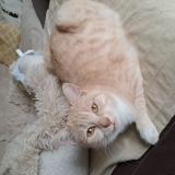 Picture of cat lost at Prigonrieux