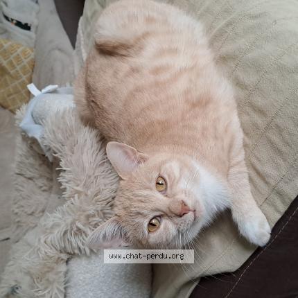 Photo 1/1 Zyggy Chat lost in Prigonrieux