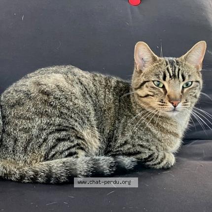 Photo 1/1 Mout Chat lost in Saint loubes