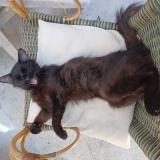 Picture of cat lost at La Ferte Alais