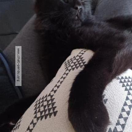 Photo 2/2 Biniou Chat lost in La ferte alais