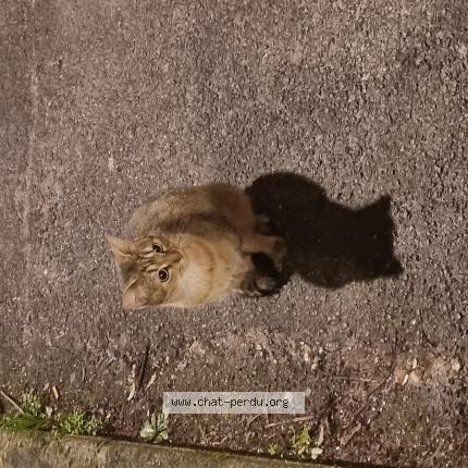 Photo 1/1 Found cat Found in Les ulis