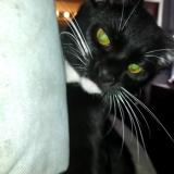 Picture of cat lost at San Antonio