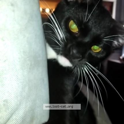 Photo 1/1 Bonky Doodle Chat lost in San antonio