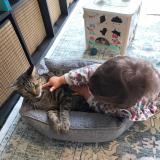 Picture of cat lost at Champigny Sur Marne