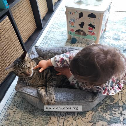 Photo 1/1 Cyrielle Annocque Chat lost in Champigny sur marne