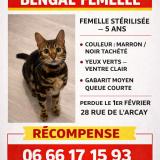 Picture of cat lost at Saint Avertin