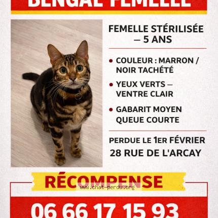 Photo 1/1 Tika Chat lost in Saint avertin