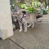 Picture of cat lost at Aurora