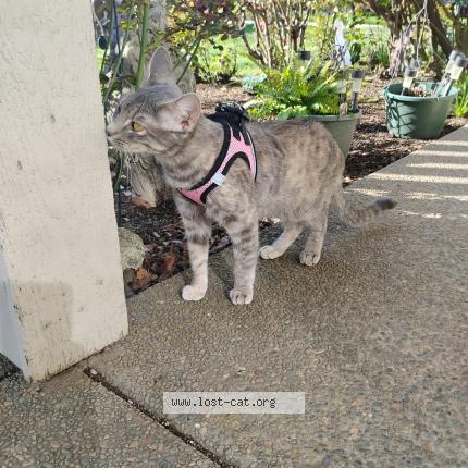 Photo 1/1 My-tyi Chat lost in Aurora