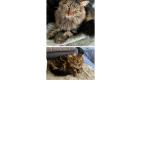 Picture of cat lost at La Rochelle