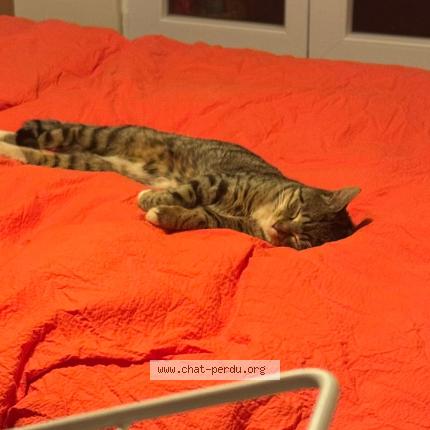 Photo 1/1 Found cat Found in 75018