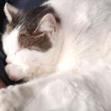 Picture of cat lost at Saint Andre Le Gaz