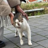 Picture of cat found at Bondy