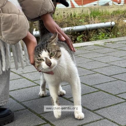 Photo 1/2 Found cat Found in Bondy