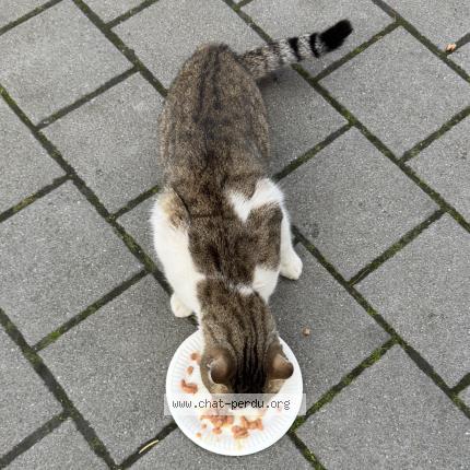 Photo 2/2 Found cat Found in Bondy