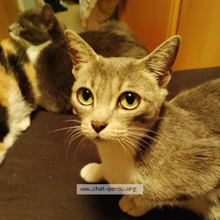 Photo 1/1 Minette Chat lost in Ernee