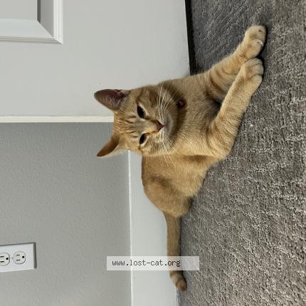 Photo 1/1 Found cat Found in Dallas