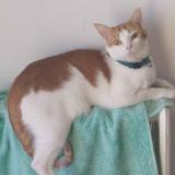 Picture of cat lost at Luce