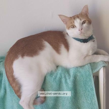 Photo 1/1 Willow Chat lost in Luce