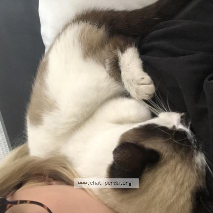 Photo 1/1 Found cat Found in Tarbes