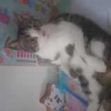 Picture of cat lost at La Chapelle Sur Erdre
