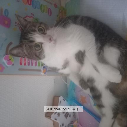 Photo 1/1 Iggy Chat lost in La chapelle sur erdre